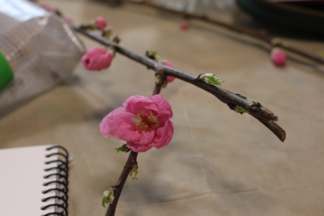 2月 今月のスケッチ教室 桃の花 と 猫柳 Ironone 絵とつくる教室